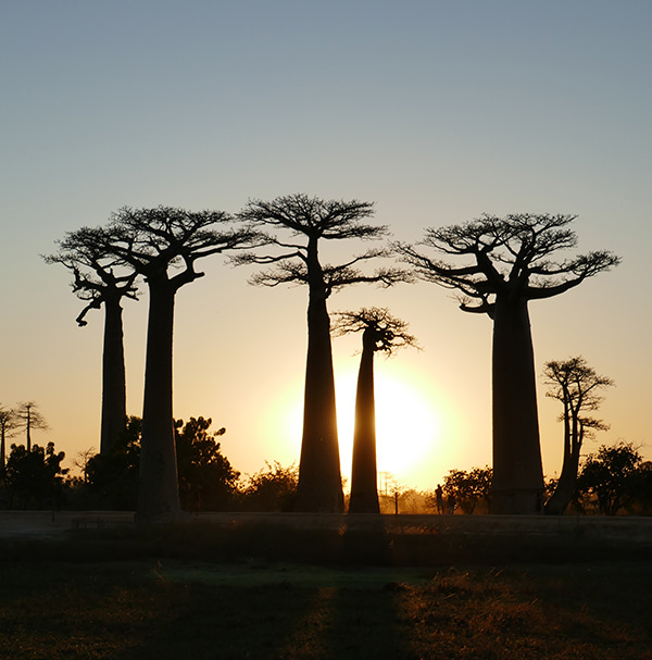 The Avenue of the Baobabs at sunset
