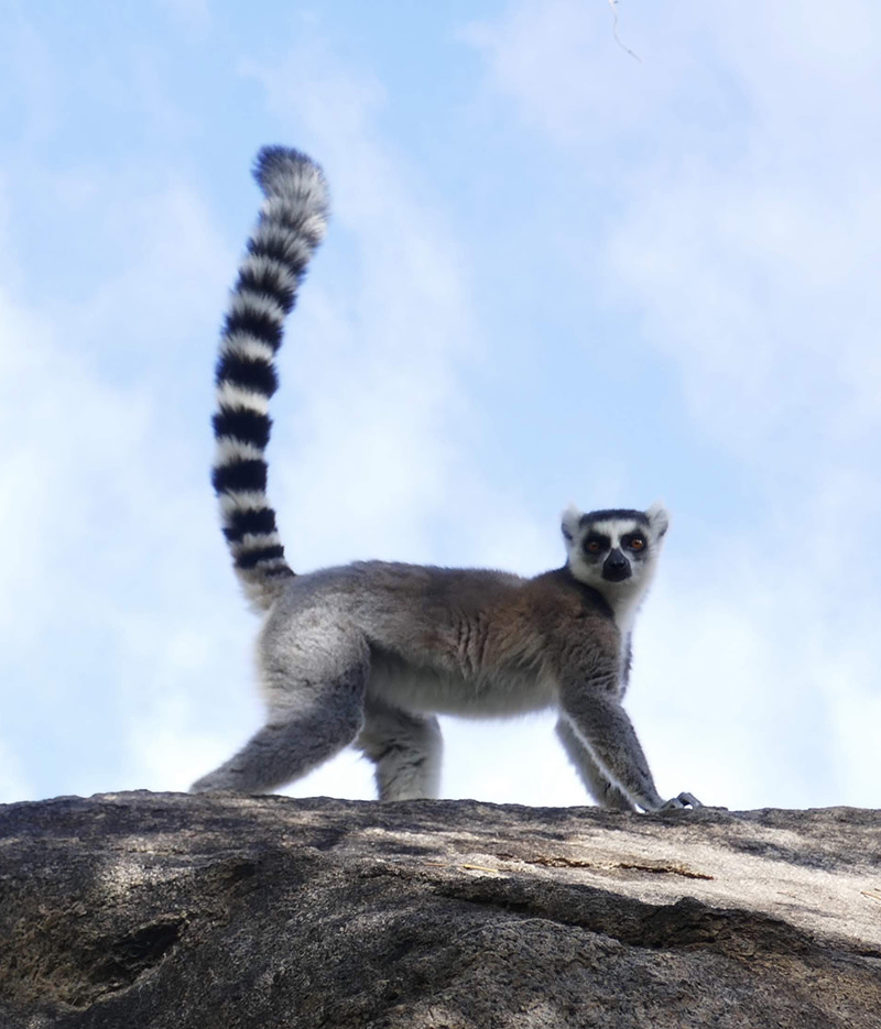 A ringtailed lemur on a rock